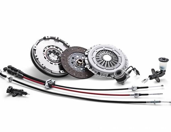 boncellensis secullant